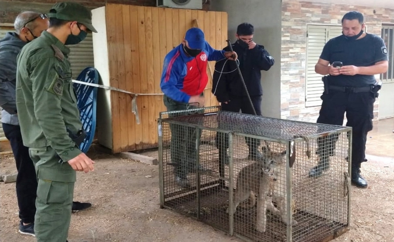 Los Pumas rescataron más de 9300 animales en el mes de octubre