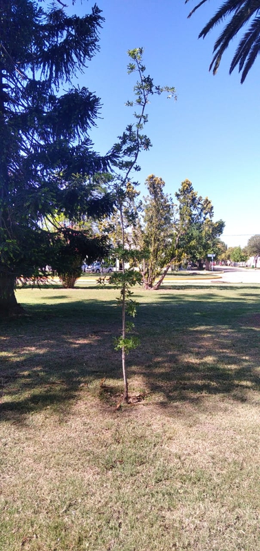 San Martín de las Escobas: 325 ARBOLES MÁS PLANTADOS EN EL PUEBLO!!